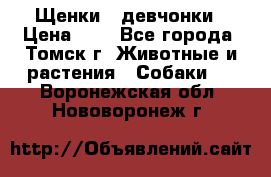 Щенки - девчонки › Цена ­ 2 - Все города, Томск г. Животные и растения » Собаки   . Воронежская обл.,Нововоронеж г.